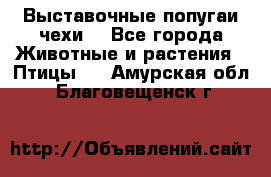 Выставочные попугаи чехи  - Все города Животные и растения » Птицы   . Амурская обл.,Благовещенск г.